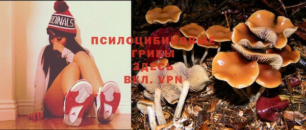 гашик Алексин