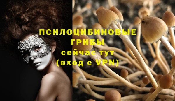 гашик Алексин